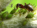 Details on Ants