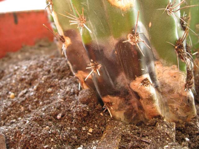 Helminthosporium cactivorum, Ujréti Endre. Fán lakó kaktuszok
