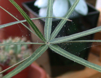 Spider mite on Jatropha