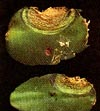 Details on  Fusarium