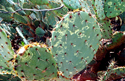 Sammon's opuntia virus