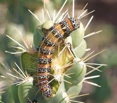 Details on Caterpillar