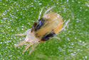 Details for Red Spider Mite