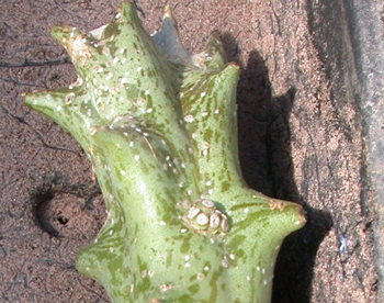 Scale on Caralluma