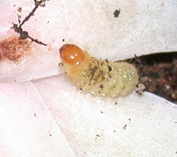 Details on Vine Weevil